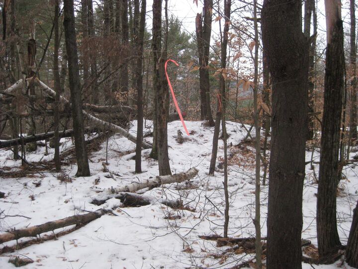 Marked basket location in the woods