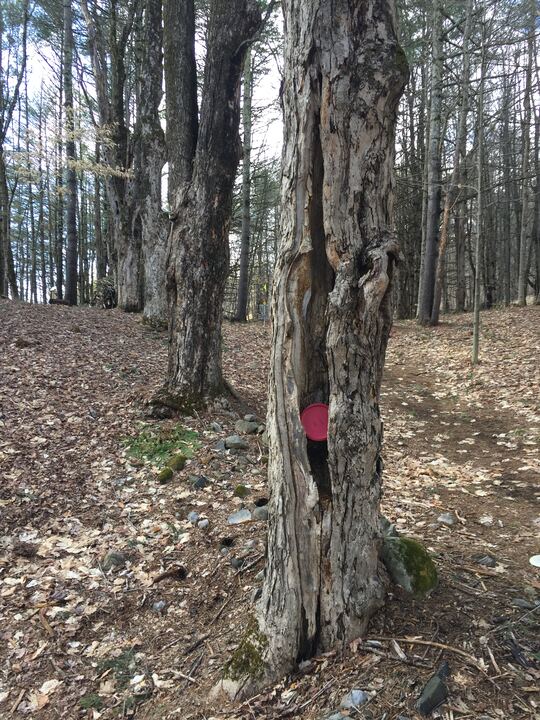 A disc resting in a challenging lie beside a fallen tree